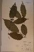  (Pavetta sp. 1 - Pavesp1_PM5069)  @11 [ ] No Rights Reserved  NRR Unspecified