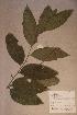  (Deinbollia maxima - Deinmaxi_PM5077)  @12 [ ] No Rights Reserved  NRR Unspecified