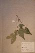  (Detarioideae - Hymeafze_PM5096)  @11 [ ] No Rights Reserved  NRR Unspecified