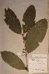  (Calycosiphonia spathicalyx - Calyspat_PM5098)  @11 [ ] No Rights Reserved  NRR Unspecified