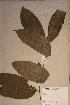  (Homalium longistylum - Homalong_PM5109)  @11 [ ] No Rights Reserved  NRR Unspecified