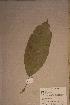  (Oncoba - Oncomann_PM5114)  @11 [ ] No Rights Reserved  NRR Unspecified