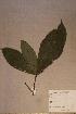  ( - Rinodent_PM5127)  @11 [ ] No Rights Reserved  NRR Unspecified