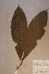  ( - Pausmacr_PM5149)  @11 [ ] No Rights Reserved  NRR Unspecified