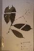 ( - Ixornema_PM5150)  @11 [ ] No Rights Reserved  NRR Unspecified