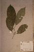  ( - Maesbart_PM5157)  @11 [ ] No Rights Reserved  NRR Unspecified