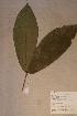  (Belonophora wernhamii - Belowern_PM5173)  @11 [ ] No Rights Reserved  NRR Unspecified