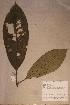  ( - Chryspnov_PM5184)  @11 [ ] No Rights Reserved  NRR Unspecified