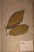  ( - Dasyblac_PM5193)  @11 [ ] No Rights Reserved  NRR Unspecified