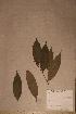  (Chrysobalanus - Chryicac_PM5199)  @11 [ ] No Rights Reserved  NRR Unspecified