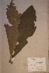  ( - Uapastau_PM5202)  @11 [ ] No Rights Reserved  NRR Unspecified