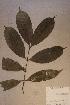  ( - Ixornema_PM5210)  @11 [ ] No Rights Reserved  NRR Unspecified