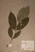  (Garcinia mannii - Garcmann_PM5213)  @11 [ ] No Rights Reserved  NRR Unspecified