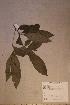  (Synsepalum stipulatum - Synsstip_PM5227)  @11 [ ] No Rights Reserved  NRR Unspecified