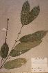  (Chytranthus talbotii - Chyttalb_PM5228)  @13 [ ] No Rights Reserved  NRR Unspecified