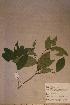  ( - Rinolepi_PM5241)  @11 [ ] No Rights Reserved  NRR Unspecified