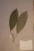  ( - Maesbart_PM5245)  @11 [ ] No Rights Reserved  NRR Unspecified
