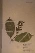  ( - Crataris_PM5265)  @11 [ ] No Rights Reserved  NRR Unspecified