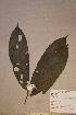  (Glossocalyx brevipes - Glosbrev_PM5268)  @11 [ ] No Rights Reserved  NRR Unspecified