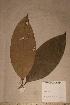  (Garcinia conrauana - Garcconr_PM5274)  @11 [ ] No Rights Reserved  NRR Unspecified