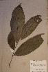  ( - Homalong_PM5277)  @11 [ ] No Rights Reserved  NRR Unspecified