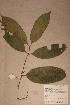  (Hunteria umbellata - Huntumbe_PM5293)  @13 [ ] No Rights Reserved  NRR Unspecified