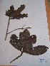  (Beilschmiedia sp - MPADN0285)  @11 [ ] No Rights Reserved  Unspecified Unspecified