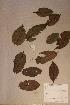  (Maesopsis - Maesemin_PM5303)  @11 [ ] No Rights Reserved  NRR Unspecified