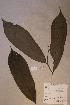  ( - Annichlo_PM5305)  @11 [ ] No Rights Reserved  NRR Unspecified