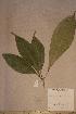  (Cola sp. 3 - Colasp3_PM5334)  @11 [ ] No Rights Reserved  NRR Unspecified