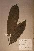  ( - Annichlo_PM5338)  @11 [ ] No Rights Reserved  NRR Unspecified