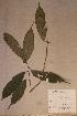  ( - Rinosp2_PM5371)  @11 [ ] No Rights Reserved  NRR Unspecified