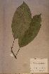  ( - Rinocras_PM5372)  @11 [ ] No Rights Reserved  NRR Unspecified