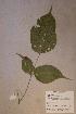  ( - Angypyna_PM5379)  @11 [ ] No Rights Reserved  NRR Unspecified