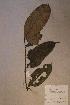  ( - Syzyrowl_PM5384)  @11 [ ] No Rights Reserved  NRR Unspecified