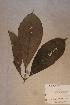  (Rothmannia talbotii - Rothtalb_PM5390)  @11 [ ] No Rights Reserved  NRR Unspecified