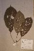  ( - Maesbart_PM5406)  @11 [ ] No Rights Reserved  NRR Unspecified