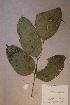  ( - Angypyna_PM5426)  @11 [ ] No Rights Reserved  NRR Unspecified