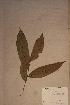  (Homalium sarcopetalum - Homasarc_PM5432)  @11 [ ] No Rights Reserved  NRR Unspecified