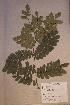  ( - Hymesp _PM5466)  @11 [ ] No Rights Reserved  NRR Unspecified