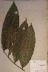  (Homalium letestui - Homalete_PM5485)  @11 [ ] No Rights Reserved  NRR Unspecified