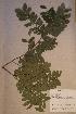  ( - Hymesp _PM5495)  @11 [ ] No Rights Reserved  NRR Unspecified
