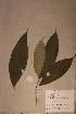  ( - Rauvmann_PM5498)  @11 [ ] No Rights Reserved  NRR Unspecified