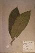  ( - Chryspnov_PM5553)  @11 [ ] No Rights Reserved  NRR Unspecified