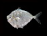  (Secutor megalolepis - ACRSD_F137)  @11 [ ] No Rights Reserved (2018) Sahat Ratmuangkhwang Andaman Coastal Research Station for Development, Kasetsart University