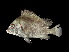  ( - TCFBP_Plgi1)  @11 [ ] Unspecified (default): All Rights Reserved  Unspecified Unspecified