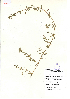  (Bacopa monnieri - 120157)  @11 [ ] Copyright (2011) R&D Center The Himalaya Drug Company