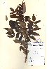  (Boswellia - 120135)  @11 [ ] Copyright (2009) R&D Center The Himalaya Drug Company