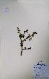  (Commiphora mukul - 120153)  @11 [ ] Copyright (2012) R&D Center The Himalaya Drug Company