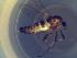  (Cricotopus sp. 3SG - TUSEG158)  @11 [ ] CreativeCommons - Attribution Share-Alike (2018) Susan Gresens Towson University